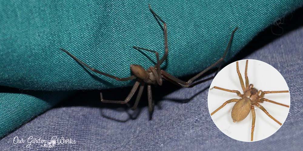 Getting Rid of Brown Recluse Spiders
