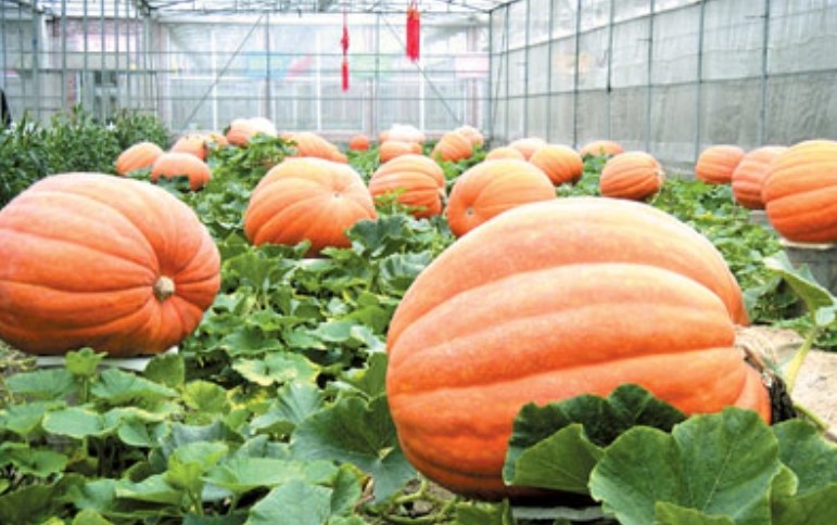 Giant pumpkin varieties