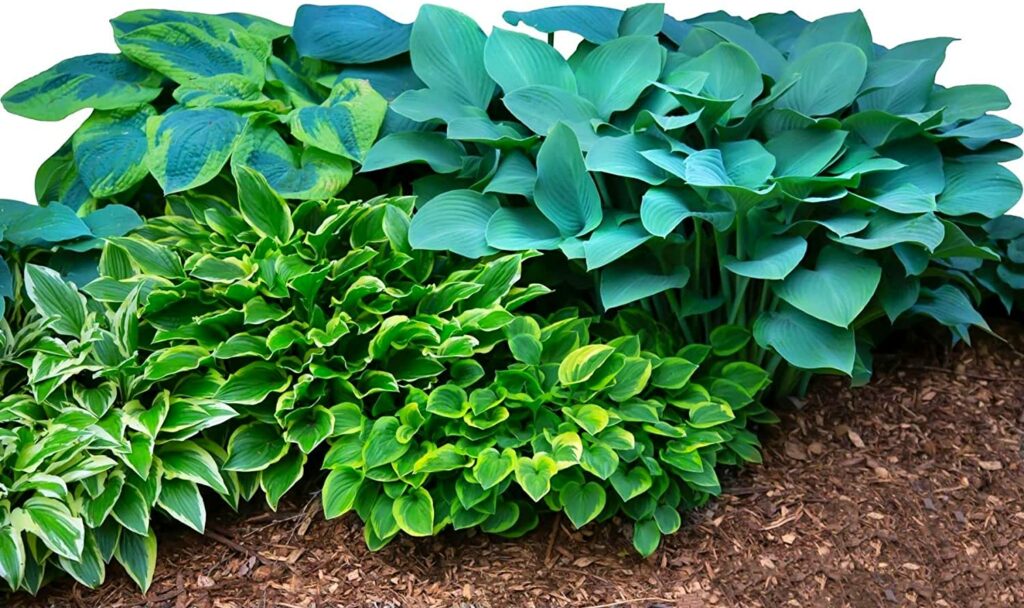 Hosta Bumper Crop Mix