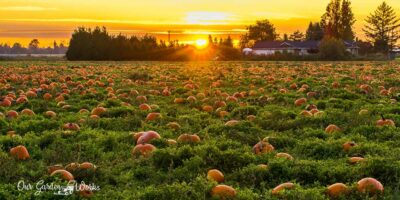 Pumpkins 101: How Many Pumpkins Per Plant Can You Harvest?