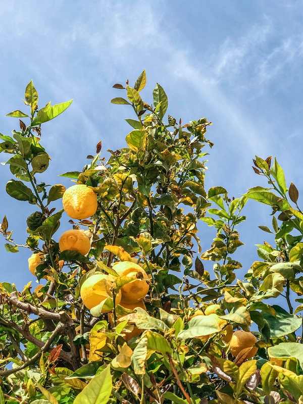 How To Grow Lemons Trees and Help Them Grow Big Fruits?
