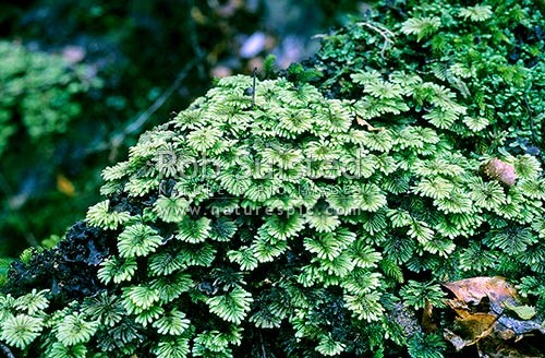 Hypopterygium or umbrella moss