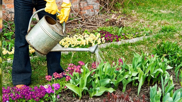In-ground watering of tulips