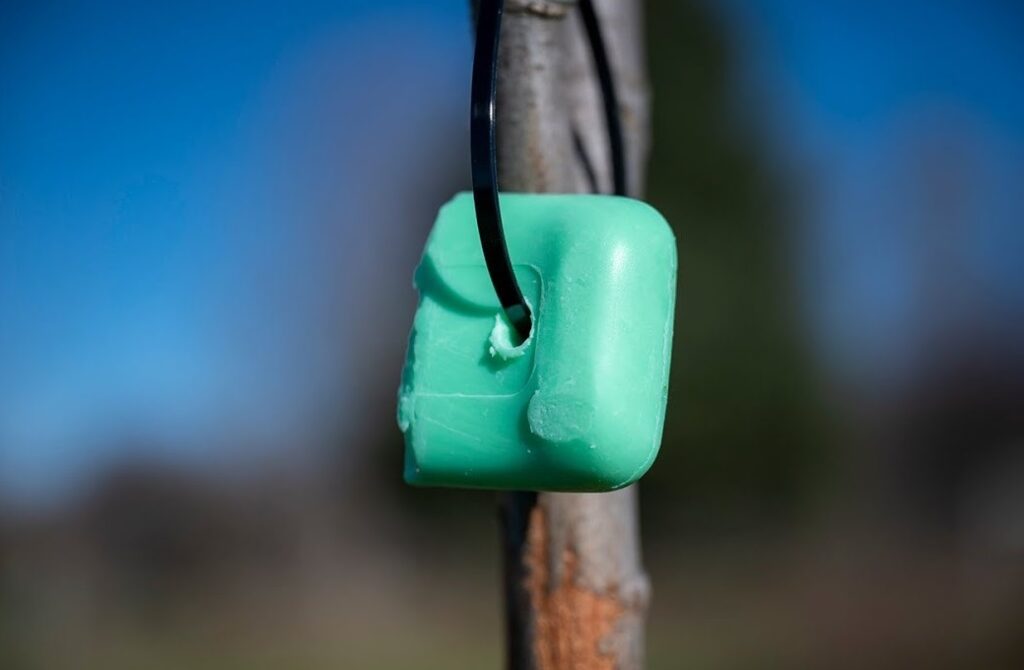 Irish Spring soap as a deer repellent