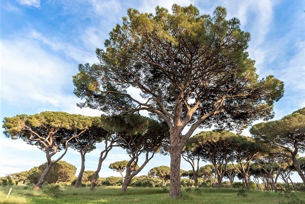 Italian stone pine