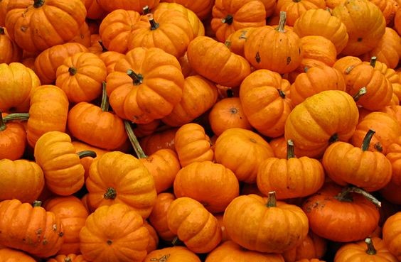 Jack Be Little pumpkins