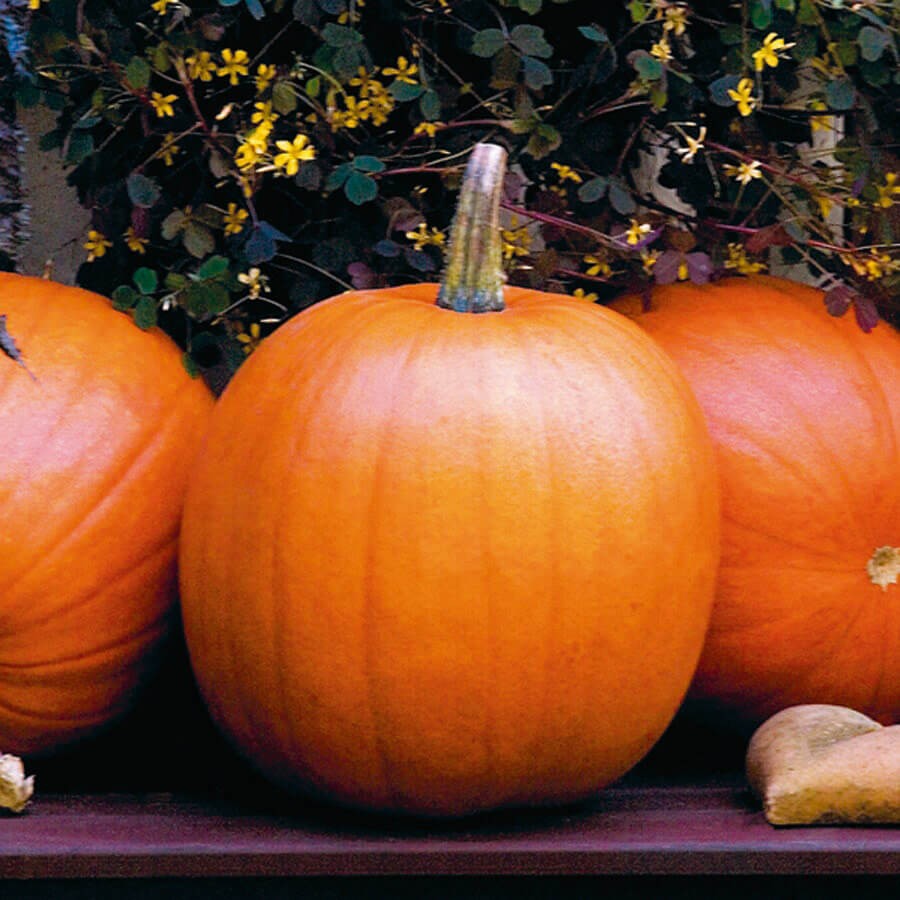 Jack-o’lantern pumpkins