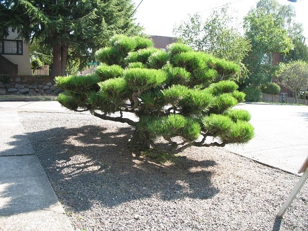 Japanese black pine