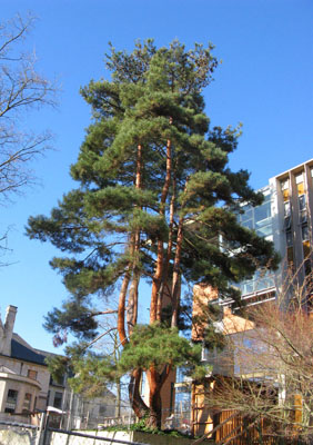 Japanese red pine