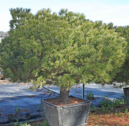 Japanese red pine