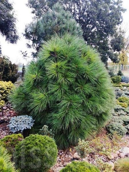 Jeffrey Pine var. Joppi