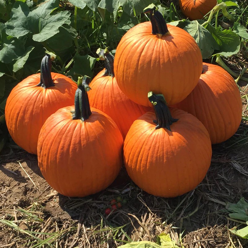 Kratos Hybrid Pumpkin