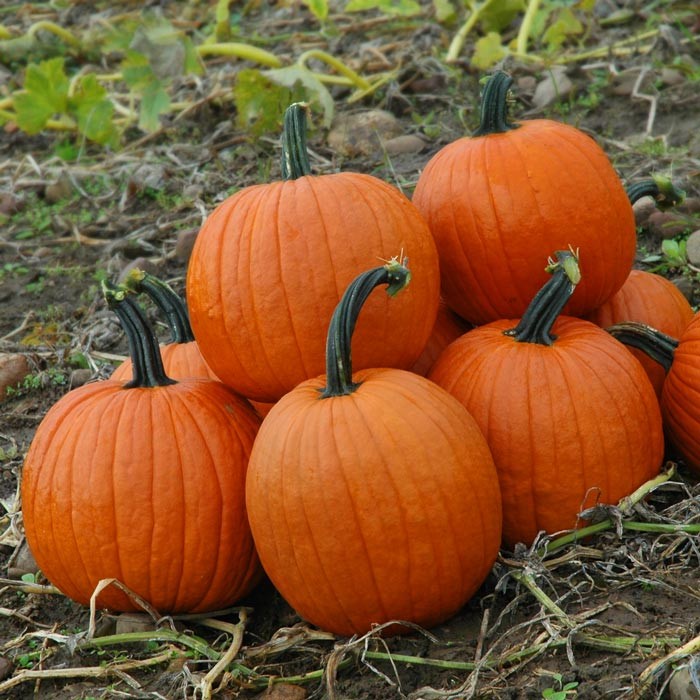 Large pumpkin varieties