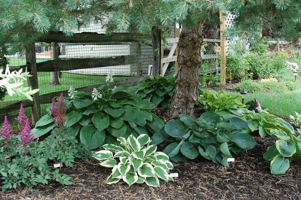 Lily of the valley, Astilbe, and Hosta creates a colorful contrast against the brown barks of a pine tree.