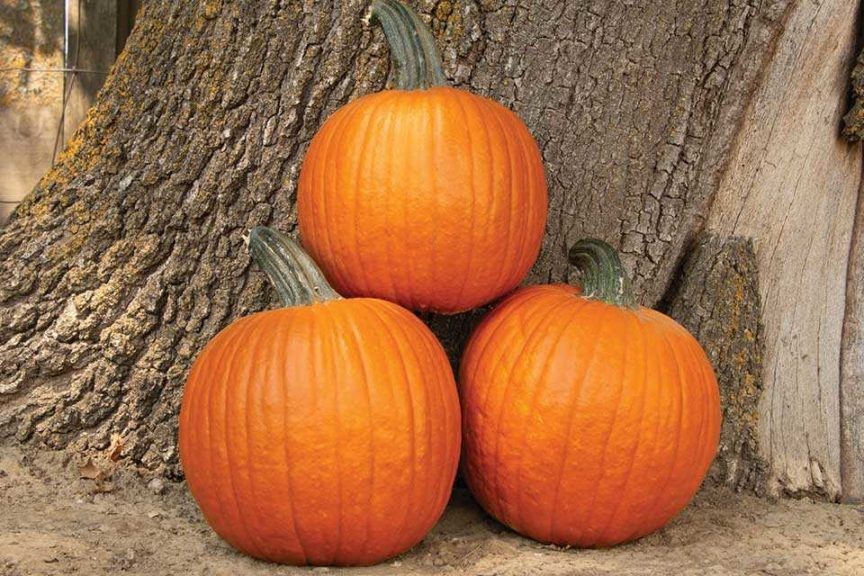 Medium-ribbed pumpkin varieties