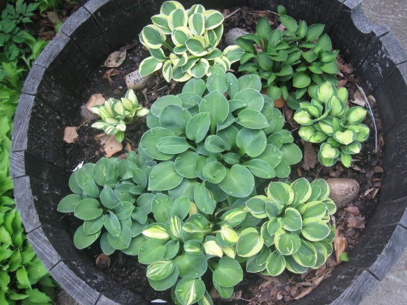 Mini hostas