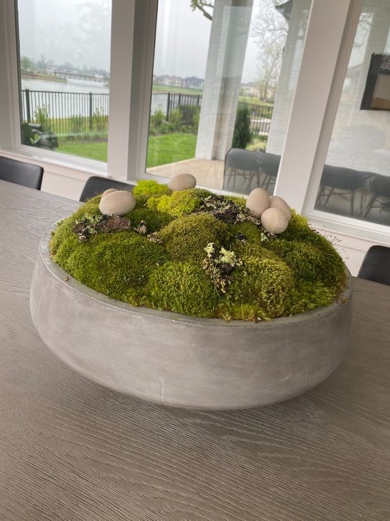 Mini potted moss garden as tabletop