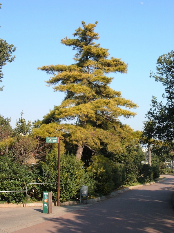 Monterey pine tree