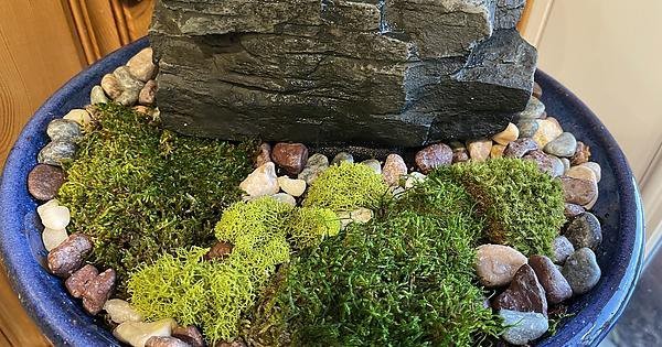 Moss garden with small stones