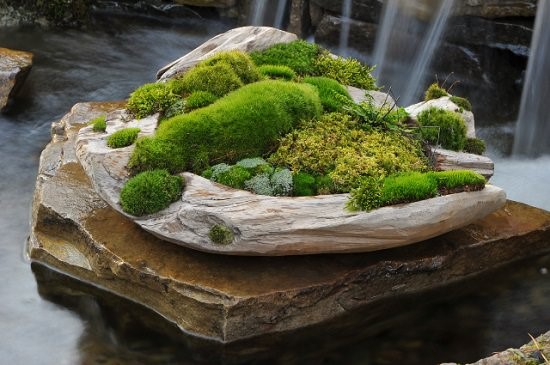 Moss growing on wood