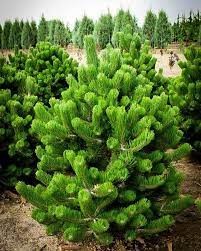 Oregon green pine
