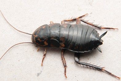 Oriental roach