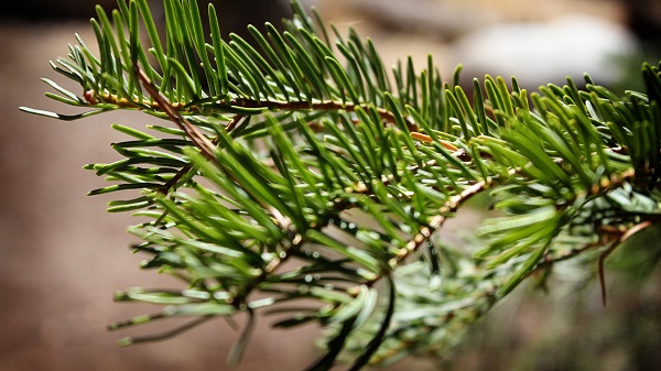 Pine needles