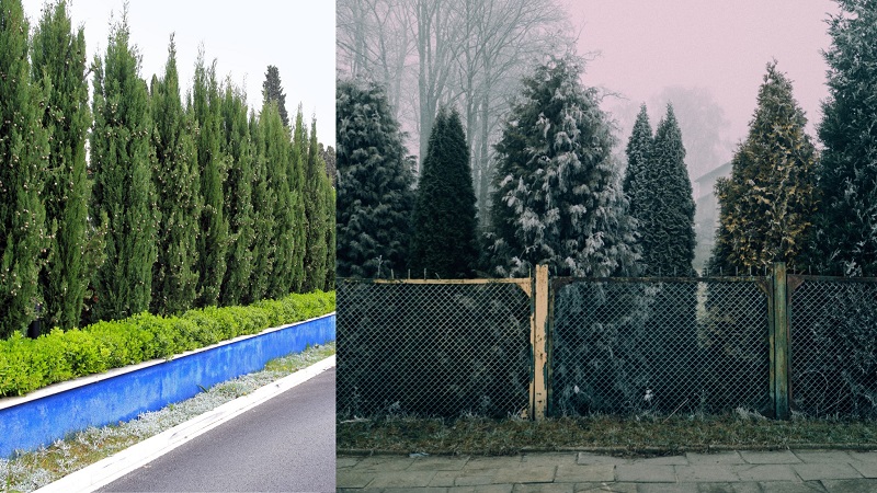 Pine trees as a fence for privacy