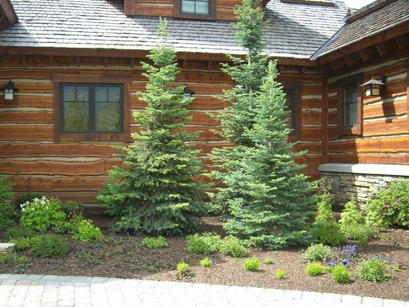 Pine trees in one location can add both design and privacy in one go.