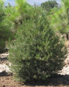 Pinyon pine tree