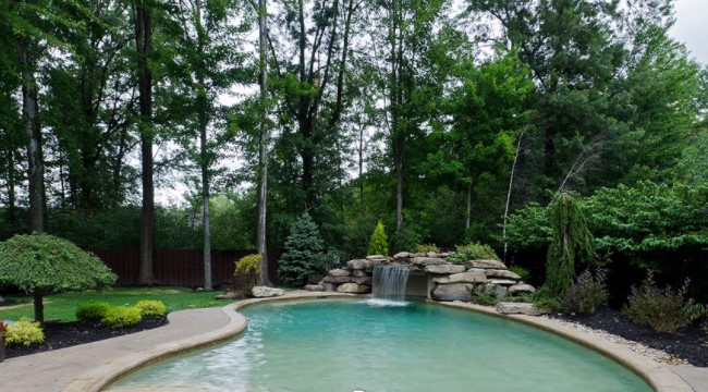 Pool area surrounded by pine tree