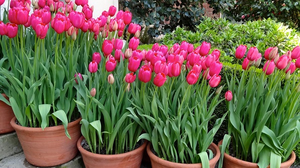 Potted tulips