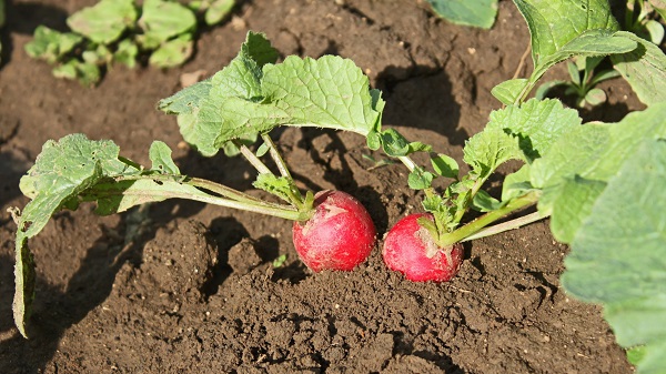 Radish