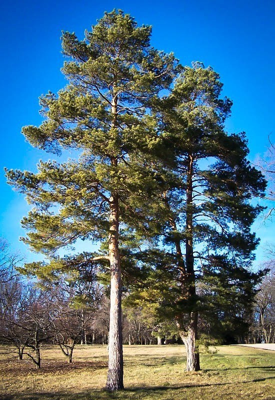 Scotch pine