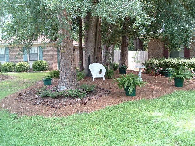 Sitting area under mature pine trees