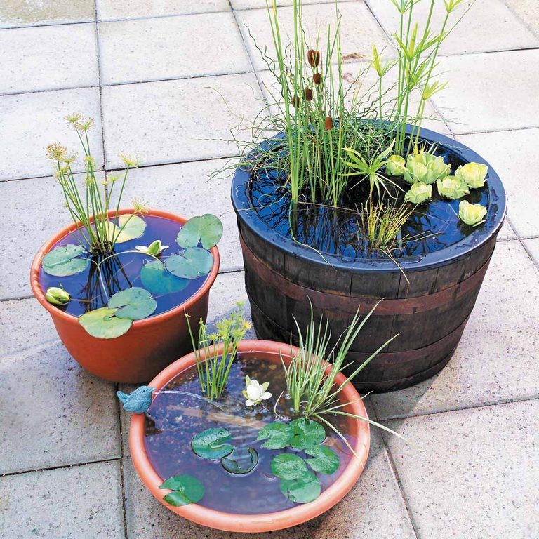 Small pots with 6 to 8-inch depths are suitable for a mini water garden. The pots in the image contain dwarf bulrush, water cabbage, sweet flag, cattails (Typha Laxmannii), and corkscrew rush.