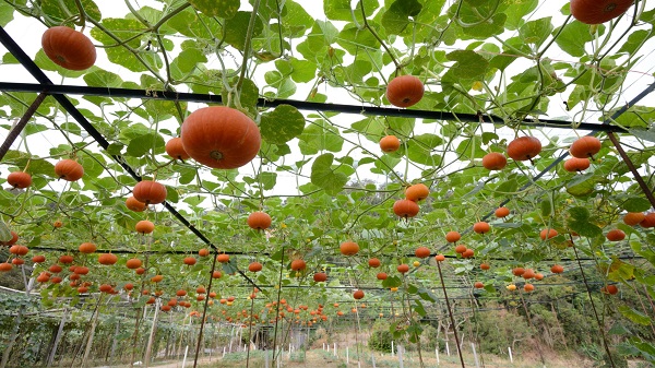 Small pumpkin varieties on a big trellis