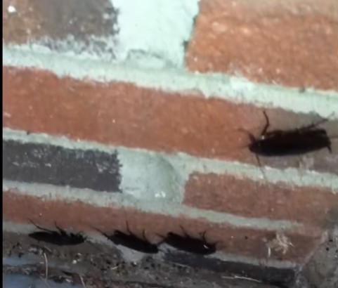 Smoky brown roaches found in a garage