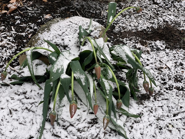 Snow causes the tall tulips to fall over-OGW
