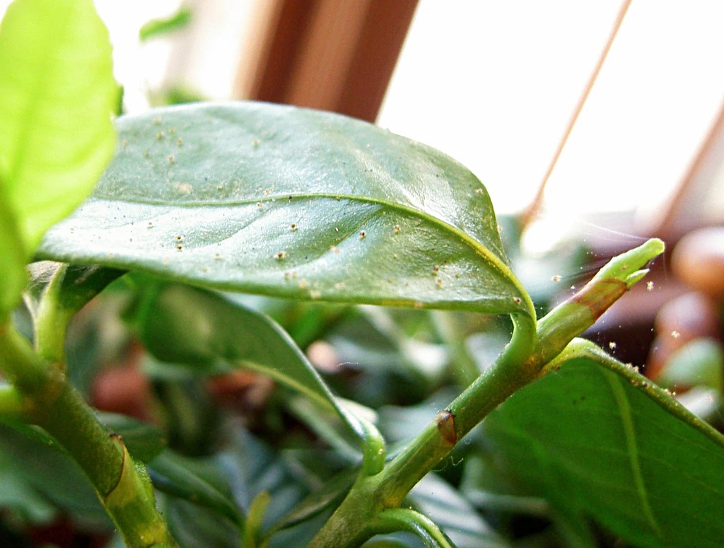 Spider mites on money tree leaves