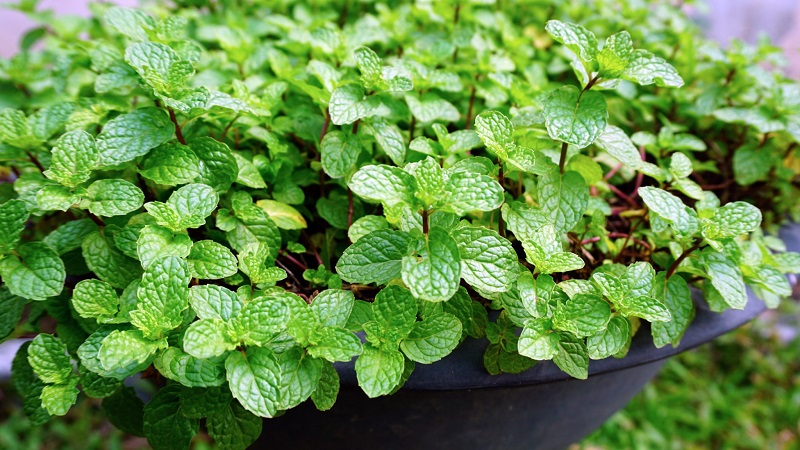 Spiders hate the smell of peppermint