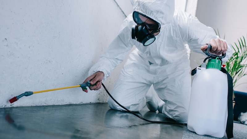 Spraying insecticides against wolf spiders