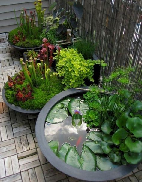 Three water gardens in garden bowls sitting on a patio.