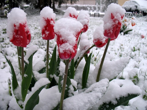 Tulips in the snow