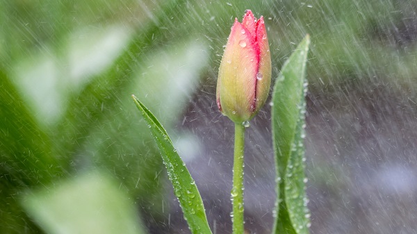 Tulips under the rain