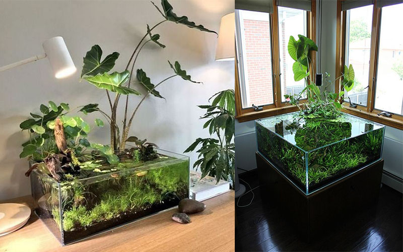 Two examples of hybrid aquascape designs that combine the concept of a water garden and a terrarium.
