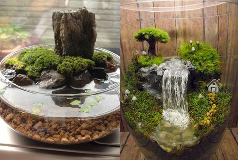 Two samples of mixed indoor moss garden and water garden.