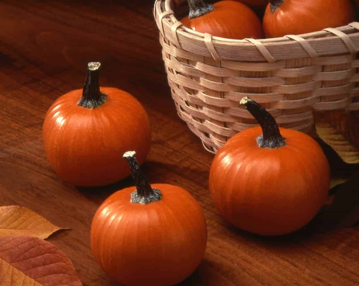 Pumpkins 101: How Many Pumpkins Per Plant Can You Harvest?