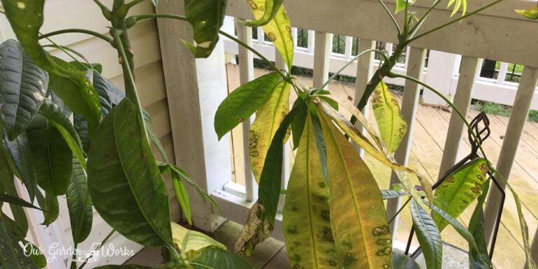 what-causes-money-tree-yellow-leaves-how-to-solve-them