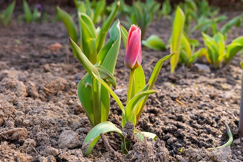 Yellowing leaves in tulips